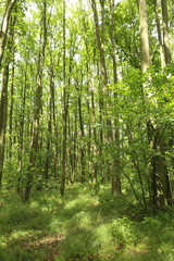 Fototapeta premium Green forest with lush leaves in sumer