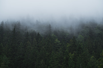 Moody forest in a summer morning, I was hiking to the Balea waterfall when I saw this beautiful valley covered with clouds.