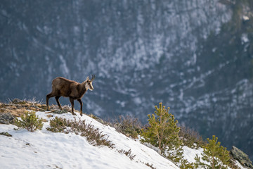 Beautiful young chamois explore the area in search of the food