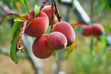 Pêcher 