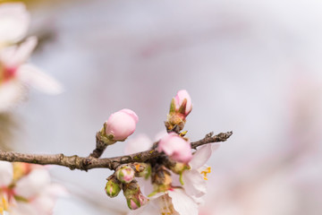 almonds flowers branch sky branches clouds background