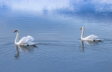 two white swans