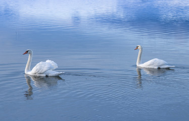 Obraz na płótnie Canvas two white swans