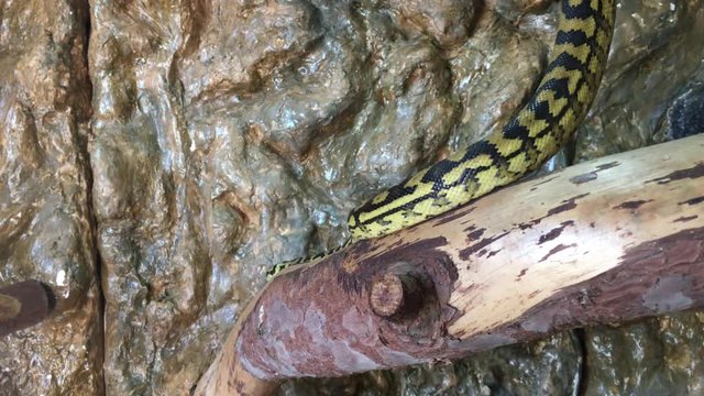 Schlange, Natter im Terrarium