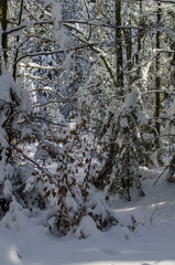 zima w Bieszczadzkim lesie 