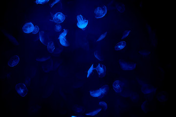 Méduse phosphorescente