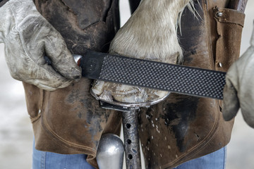Fototapeta premium Poniendo herradura a un caballo. Limando pezuña de la pared del casco