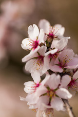 almonds flowers branch sky branches clouds background