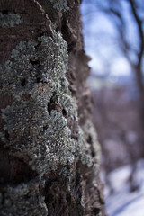 mossy winter tree