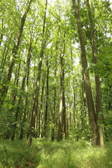 Fototapeta na wymiar Green forest with lush leaves in sumer