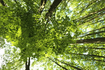 Green forest with lush leaves in sumer