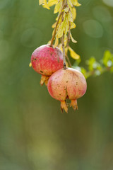 The pomegranates