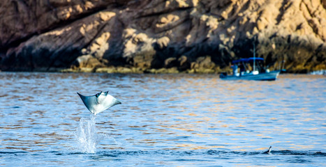 Obraz premium Mobula ray is jumping in the background of the fishing boat. Cabo San Lucas. Mexico. Sea of Cortez. California Peninsula .