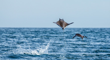 Obraz premium Mobula rays are jumps out of the water. Mexico. Sea of Cortez. California Peninsula .