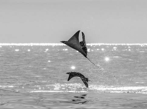 Mobula rays are jumps out of the water. Mexico. Sea of Cortez. California Peninsula .