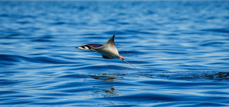 Mobula ray is jumps out of the water. Mexico. Sea of Cortez. California Peninsula . 