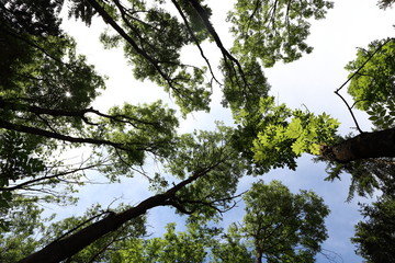 Green forest with lush leaves in sumer