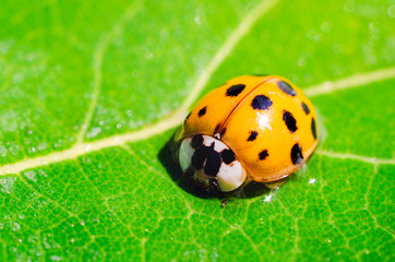 ladybug