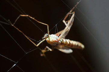 mosquito in web