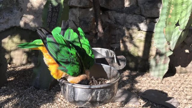 Papagei, Sittich, V&ouml;gel in Voliere