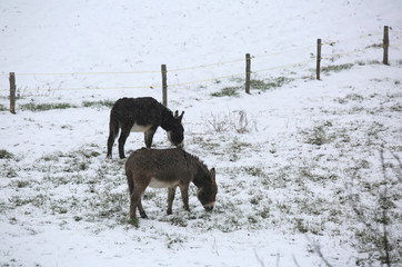 two shivering donkeys graze on the frozen grass in winter
