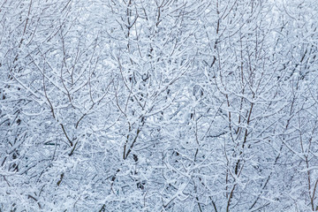 Snow-covered treetops (background)