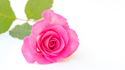 Pink rose on a white background.
