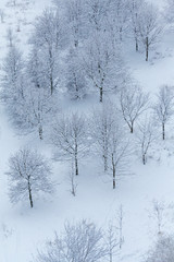 Top view of snow-covered treetops