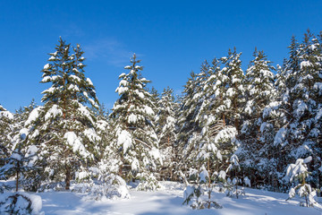 Spruce winter forest a background of blue sky