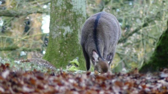 Damwild Tier im Wald