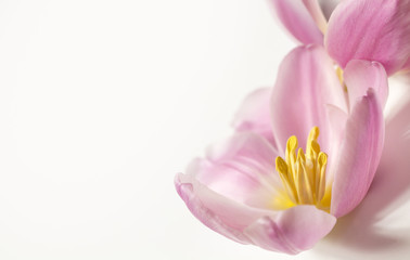 Obraz na płótnie Canvas Rosa Tulpen (Tulipa) - freigestellte Blüten für den Wellnessbereich und als Ostergruß