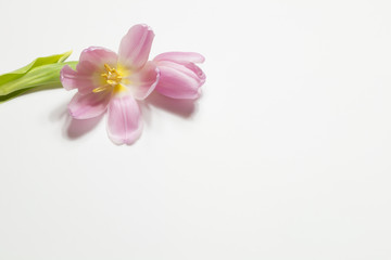 Obraz na płótnie Canvas Rosa Tulpen (Tulipa) - freigestellte Blüten für den Wellnessbereich und als Ostergruß