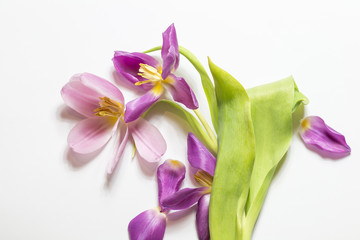 Rosa Tulpen (Tulipa) - freigestellte Blüten für den Wellnessbereich und als Ostergruß