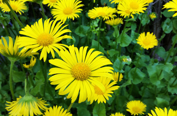 floraison de fleurs jaune marguerite 