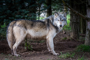 Wolf In Woodland