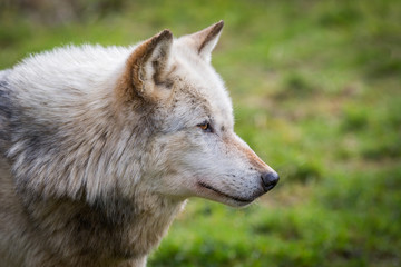 Wolf In Woodland