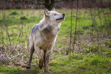 Wolf In Woodland