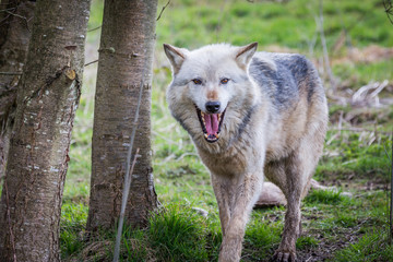 Wolf In Woodland