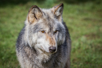 Wolf In Woodland