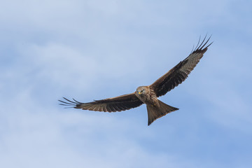 Fototapeta premium Red Kite