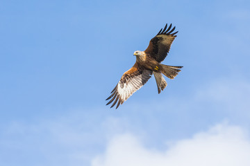 Red Kite