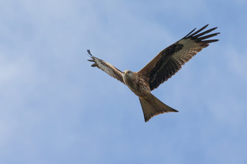 Red Kite