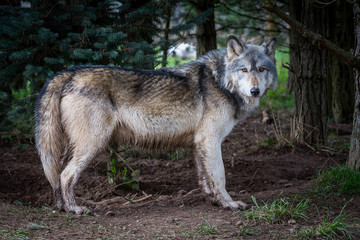 Fototapeta premium Wolf