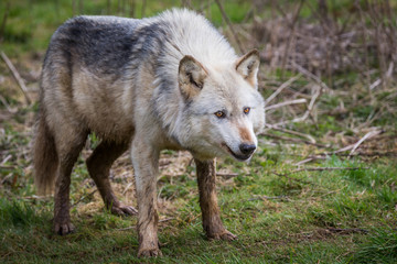Wolf