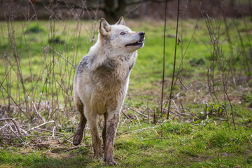 Wolf