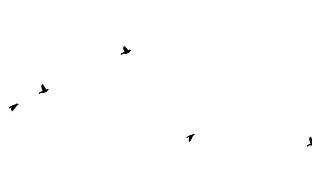 Flying birds