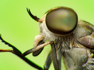 close up Horsefly, Tabanidae insect hunter