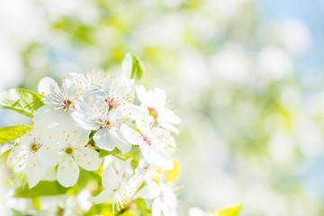 White flowers on a blossom cherry tree with soft background of green spring leaves and blue sky