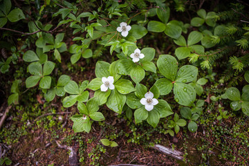 Borial Foliage