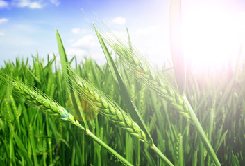 green wheat field